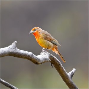 Hepatic Tanager (juvenile)