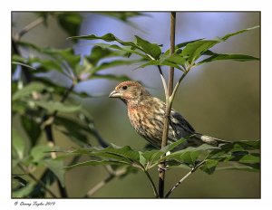 House Finch