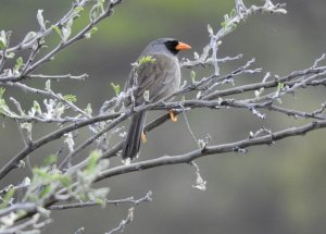 Gray-winged Inca-Finch, Incaspiza ortizi