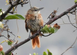 Chestnut-backed Thornbird, Phacellodomus dorsalis