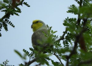 Yellow-faced Parrotlet, Forpus xanthops