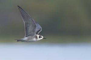 American Black Tern