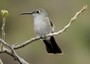 Spot-throated Hummingbird, Leucippus taczanowskii