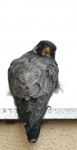 Peregrine Falcon