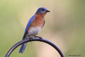 Eastern Bluebird