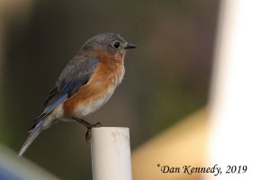 Eastern Bluebird