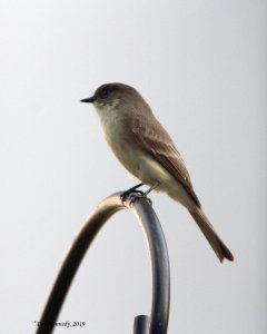 Eastern Phoebe