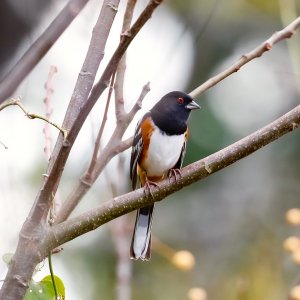 Spotted Towhee