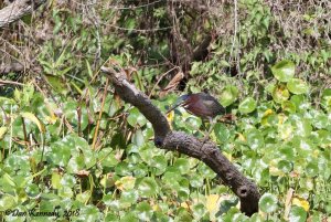 Green Heron