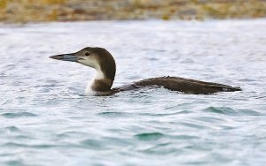 Common Loon