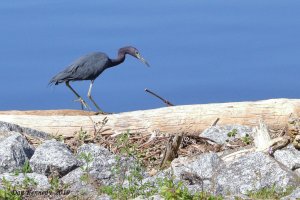 Little Blue Heron