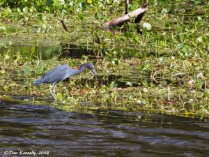 Little Blue Heron