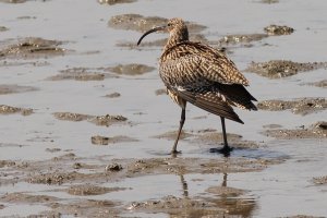 far eastern curlew