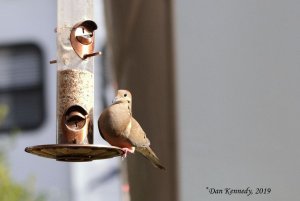 Mourning Dove