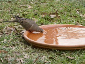 Mourning Dove Drinking
