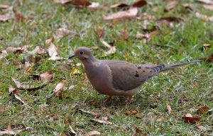 Mourning Dove