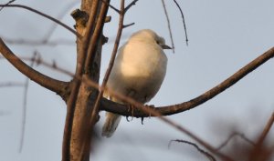 Albino crested myna