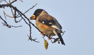 Chinese grosbeak