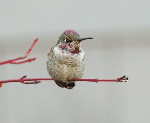 Anna's Hummingbird