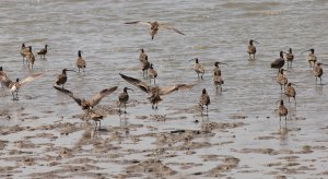 far eastern and eurasian curlews