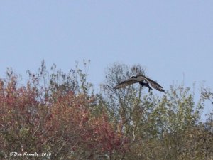 Osprey in Flight