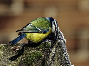 Blue Tit