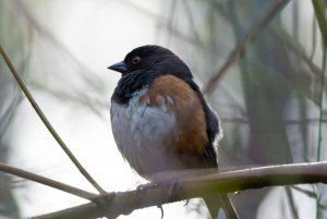 Spotted Towhee