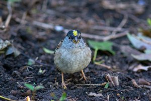 Golden crowned Sparrow