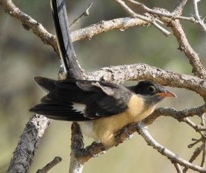 Jacobin Cuckoo juvenile