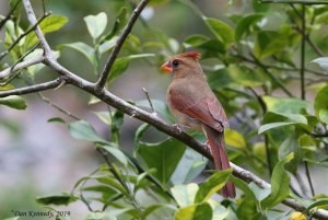 Northern Cardinal in a Lemon Tree