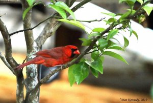 Northern Cardinal in a Lemon Tree