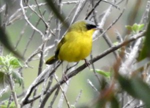 Black-lored Yellowthroat