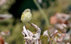 Chiffchaff