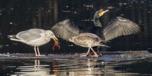 Herring Gull feeding its young a freshwater crayfish