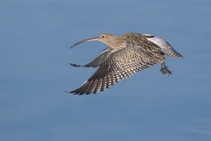 Curlew