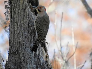 Northern "Yellow-shafted" Flicker