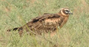 Pallid Harrier Juvenile