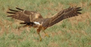 Pallid Harrier Juvenile In flight