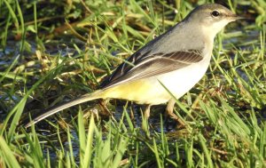 Grey Wagtail