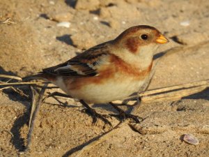 Snow Bunting