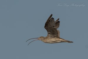 Eastern Curlew