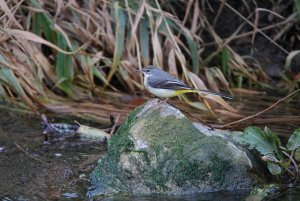 Grey Wagtail