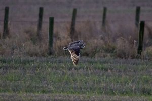 Short eared owl