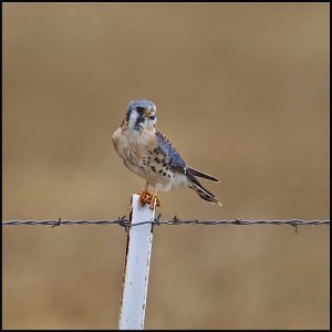 American Kestrel (male)