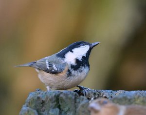 Coal Tit