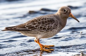 Purple Sandpiper