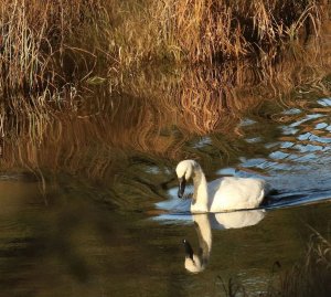 Trumpeter Swan