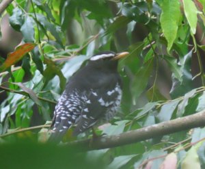 Pied Thrush