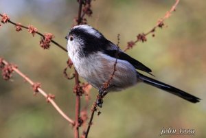 long tailed tit