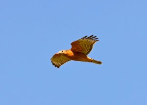 Red-shouldered Hawk